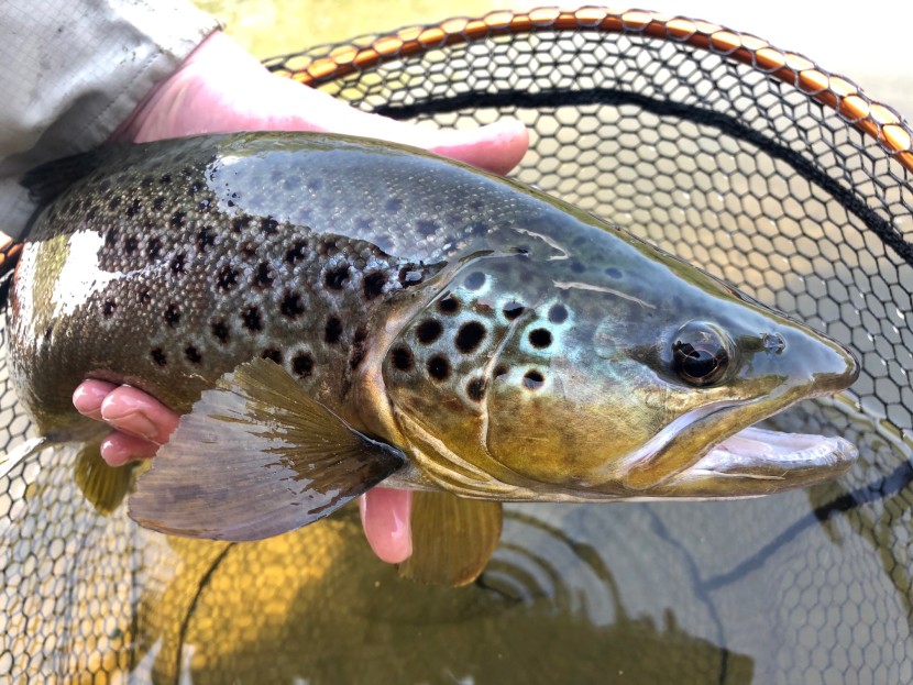 Loughor trout - Lyn Davies